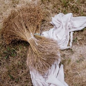 Rouissage du chanvre