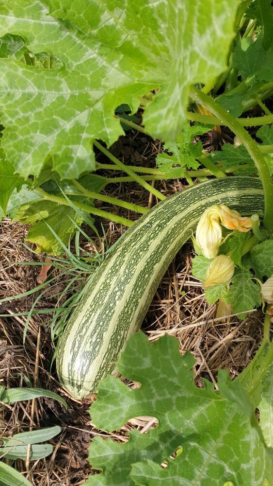 Cuire une courgette en marmite norvégienne