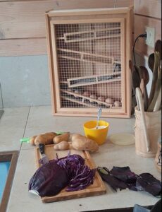 Chou rouge pour un potage à la marmite norvégienne