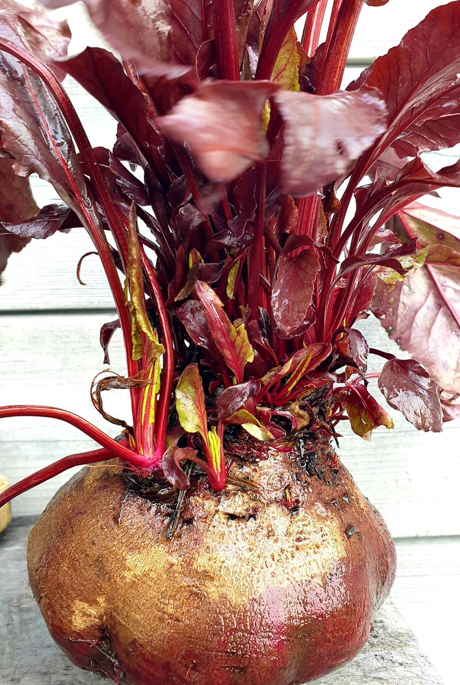 betterave à la marmite norvégienne